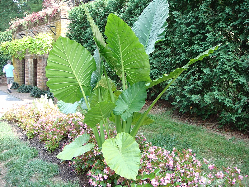 013 Longwood Gardens [2008 August 23].JPG - Longwood Gardens in Pennsylvania